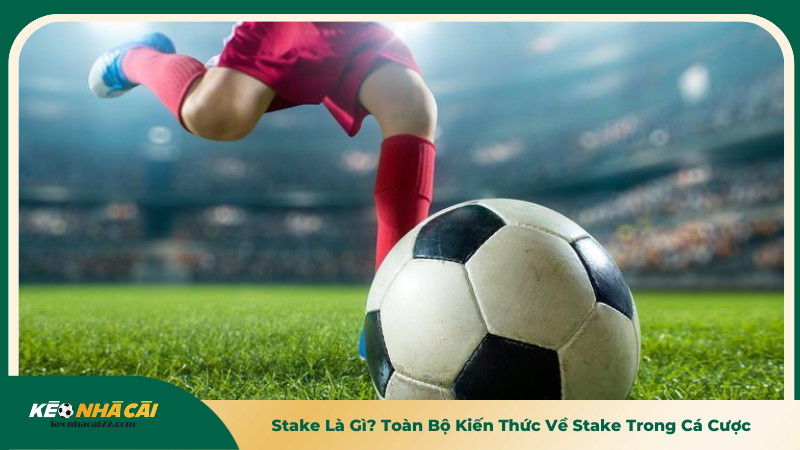 Stake Là Gì? Toàn Bộ Kiến Thức Về Stake Trong Cá Cược